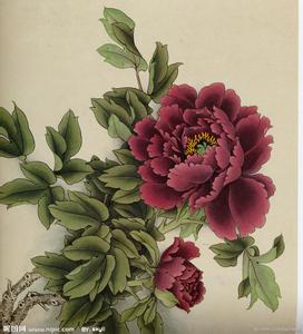 ��ӥ�Ĵ����Ʒ